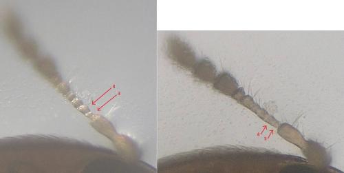 Réf. 316 277 : Sericoderus sp.
